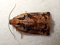 Archips oporana