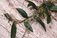 Bulbophyllum schillerianum