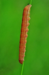 Ammoconia caecimacula