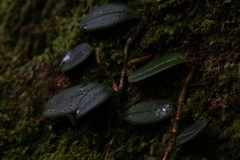 Bulbophyllum schillerianum