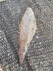 Dicologlossa cuneata