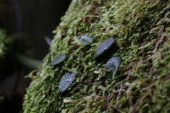 Bulbophyllum schillerianum