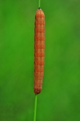 Ammoconia caecimacula