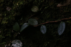 Bulbophyllum schillerianum