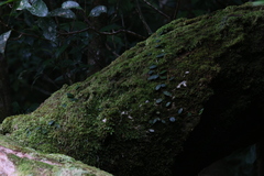 Bulbophyllum schillerianum