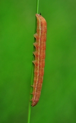 Ammoconia caecimacula