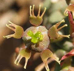 Anthacanthae