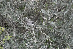 Curruca crassirostris