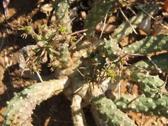 Anthacanthae