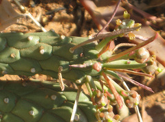 Anthacanthae