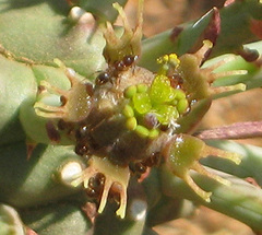 Anthacanthae