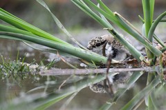 Spur-Winged Lapwing