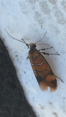 Promalactis procerella