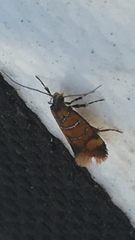 Promalactis procerella