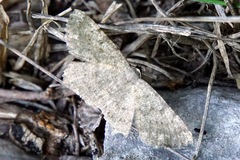 Dicrognophos sartata