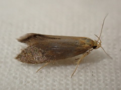 Crassa unitella