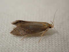 Crassa unitella