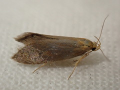 Crassa unitella