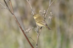 Phylloscopus collybita