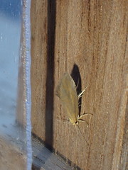 Crassa unitella