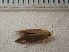 Crassa unitella