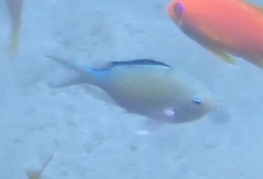 Dascyllus marginatus