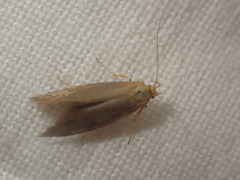 Crassa unitella