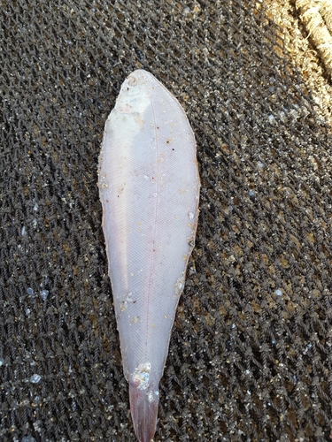 Wedge sole (Dicologlossa cuneata) — Soleidae — 2