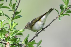 Phylloscopus orientalis
