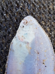 Dicologlossa cuneata