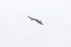 Buteo rufinus