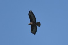 Buteo buteo
