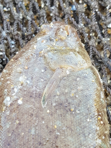 Wedge Sole