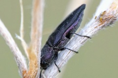 Anthaxia kiesenwetteri