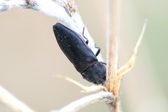 Anthaxia kiesenwetteri