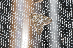 Evergestis sophialis