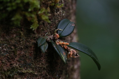 Bulbophyllum schillerianum