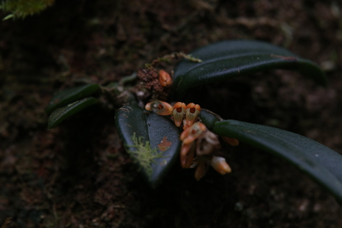 Image of Bulbophyllum schillerianum by (c) Hugo Innes, some rights reserved (CC BY)