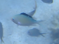 Dascyllus marginatus