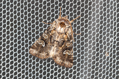 Pachetra sagittigera