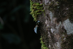Bulbophyllum schillerianum