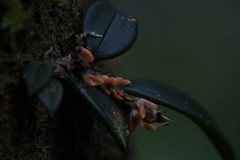 Bulbophyllum schillerianum