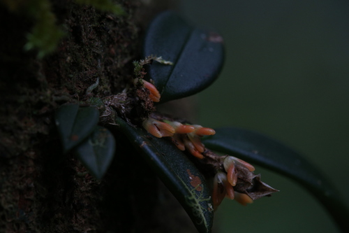 Image of Bulbophyllum schillerianum by (c) Hugo Innes, some rights reserved (CC BY)
