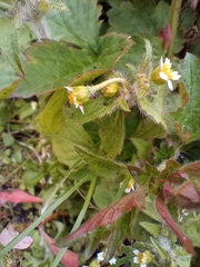 Galinsoga quadriradiata