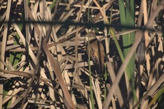 Acrocephalus arundinaceus