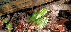 Polystichum lepidocaulon