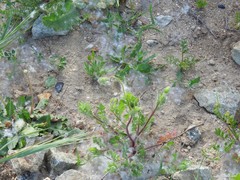 Papaver hybridum