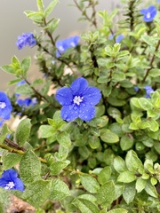 Evolvulus glomeratus