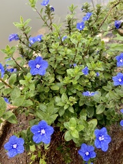 Evolvulus glomeratus