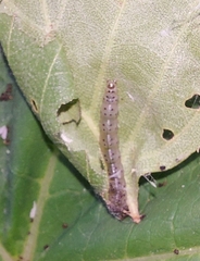 Evergestis pallidata